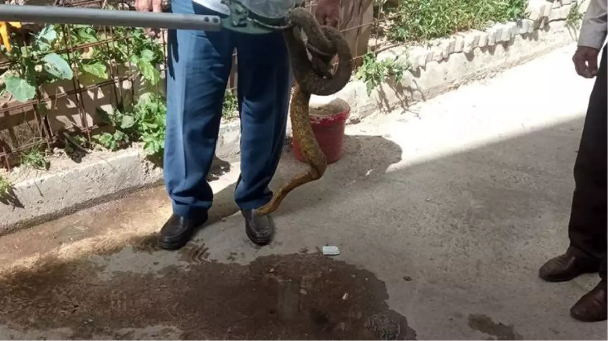 Bahçede bir anda ortaya çıktı! Karşılarında 2 metrelik yılanı gören çocuklar, korkudan arkalarına bile bakmadan kaçıştı