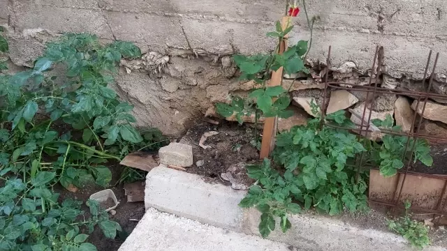 Karşılarında 2 metrelik yılanı görünce neye uğradıklarını şaşırdılar Karşılarında 2 metrelik yılanı görünce neye uğradıklarını şaşırdılar