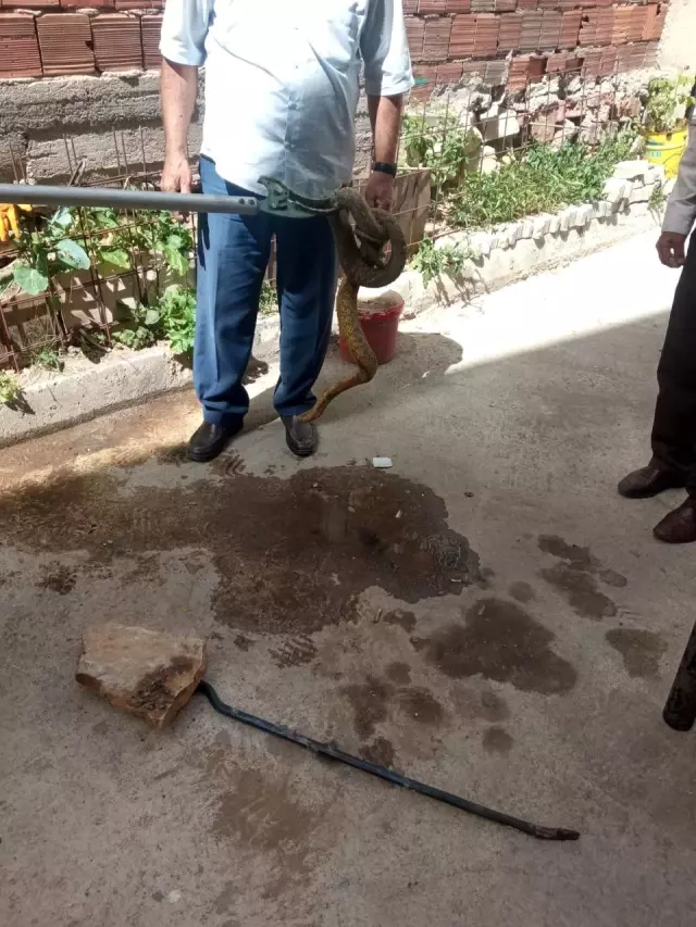 Karşılarında 2 metrelik yılanı görünce neye uğradıklarını şaşırdılar Karşılarında 2 metrelik yılanı görünce neye uğradıklarını şaşırdılar