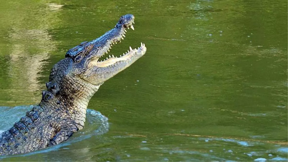 Nehirden zıpkın gibi fırlayan timsah, dişlerini geçirdiği Abdül Kadir adlı adamın omuriliğini ikiye ayırdı