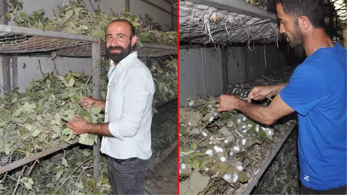 Osmanlı döneminden kalma ipekböceği besiciliği 40 günde 20 bin lira gelir kazandırıyor