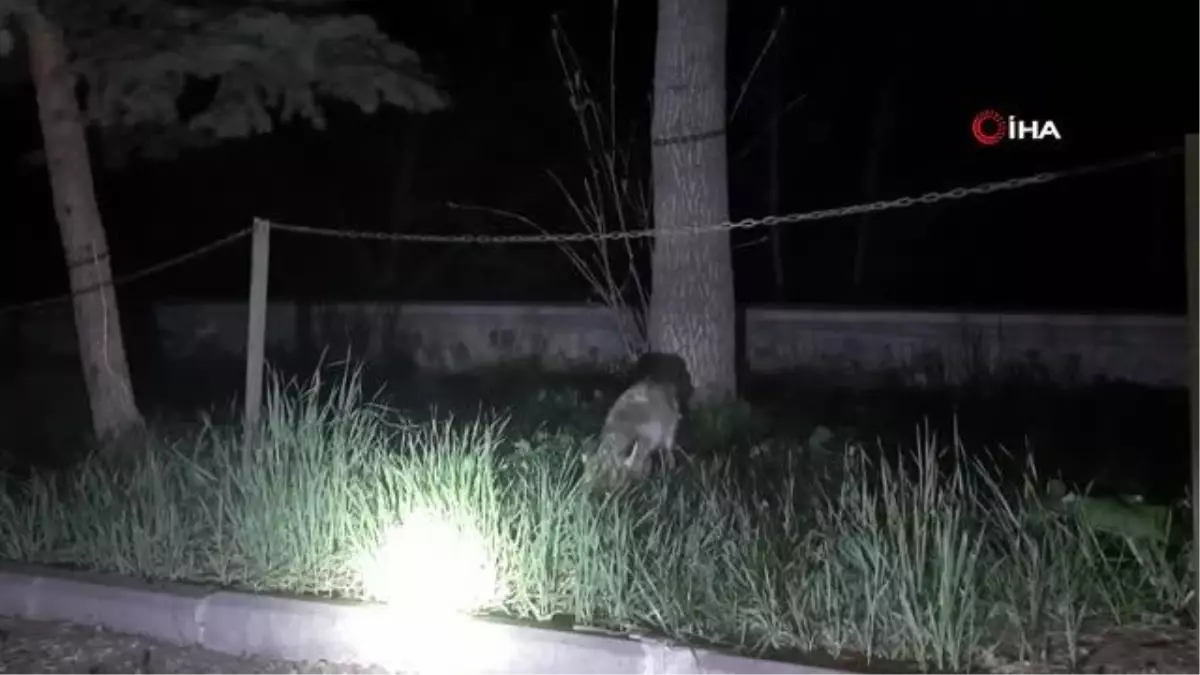 Üniversite kampüsüne gelen tilkinin karnını güvenlik görevlisi doyurdu