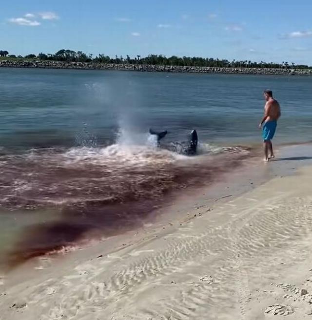 Deniz bir anda kıpkırmızı oldu! Su altındaki kanlı kapışmayı duyanlar irkildi, kenardaki adama dikkat Deniz bir anda kıpkırmızı oldu! Su altındaki kanlı kapışmayı duyanlar irkildi, kenardaki adama dikkat