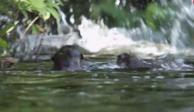 Dev timsah çantada keklik sanıp anne su samuru ve yavrularına saldırdı, sonra olanları kimse tahmin edemiyor