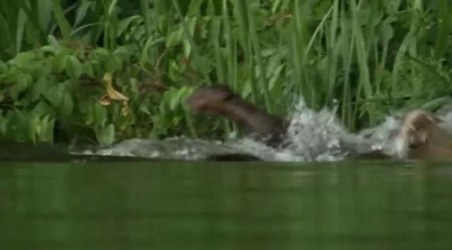 Dev timsah çantada keklik sanıp anne su samuru ve yavrularına saldırdı, sonra olanları kimse tahmin edemiyor