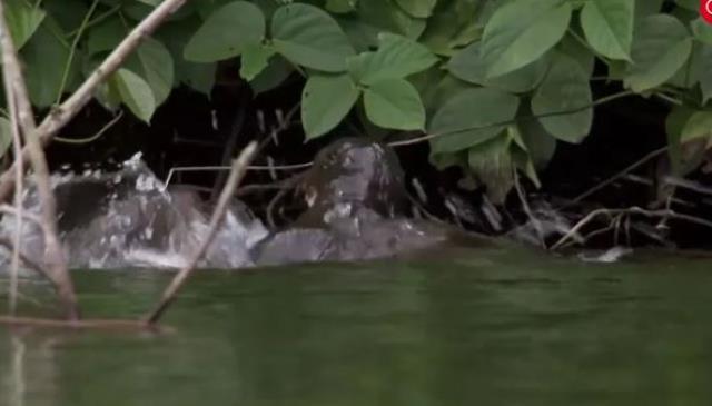 Dev timsah çantada keklik sanıp anne su samuru ve yavrularına saldırdı, sonra olanları kimse tahmin edemiyor