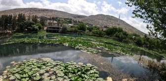 Nilüfer çiçekleri kirlilikle boğuşuyor: Koparmanın cezası 73 bin lira