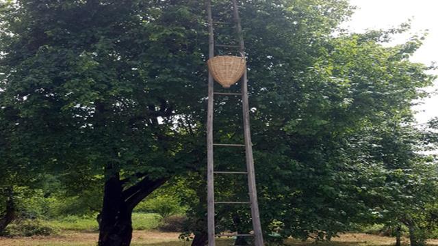 Erik toplamak ağaca çıkan yaşlı adam, merdivenin basamağının kırılması sonucu can verdi