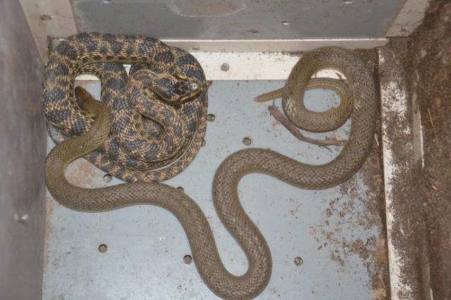 Güvercin yavruları bir bir kaybolunca kümesi takibe aldı, gizemli olayın ardından sinsi yılanlar çıktı