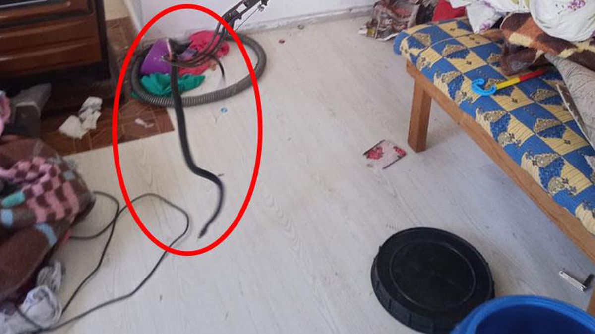Tam yatmaya hazırlanırken karyolanın altından zıplayan dev yılan nedeniyle şoka girdi