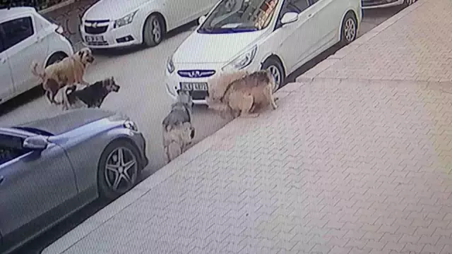 Başıboş köpekler, başına üşüştükleri kediyi dakikalar içerisinde parçaladı