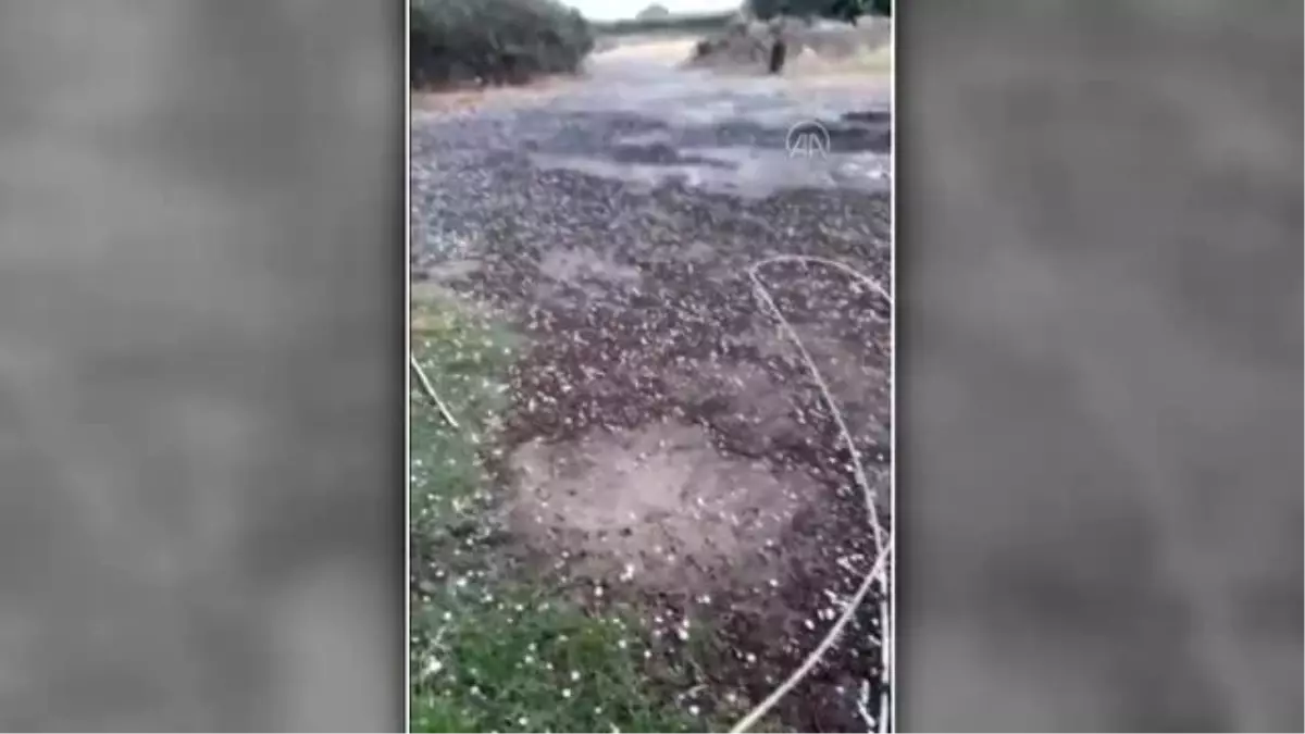 Alaşehir'de dolu yağışı üzüm bağlarına zarar verdi