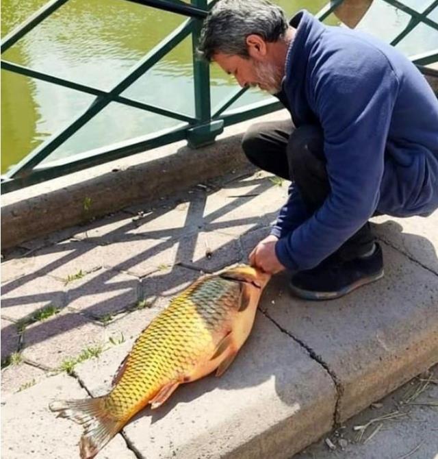 Şehir merkezinde yakalanan 6 kiloluk sazan şaşırttı