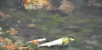Çakalburnu Lagünü'nde oksijen tükendi, balıklar öldü