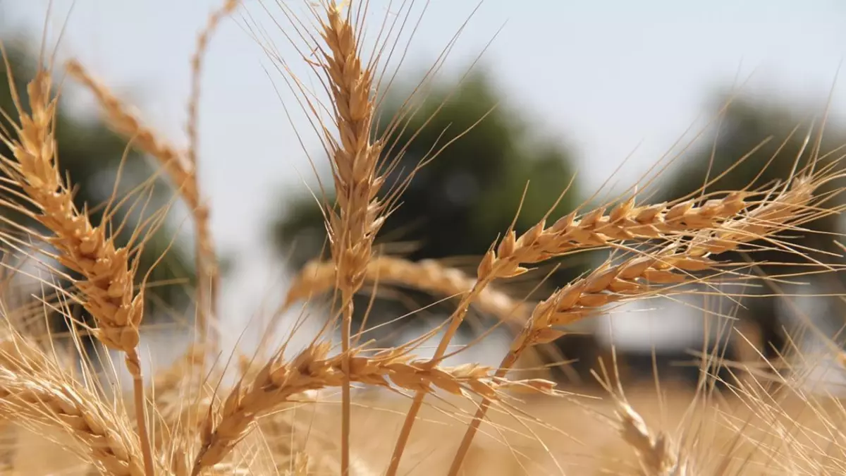 Son Dakika: Toprak Mahsuller Ofisi'nin sert ekmeklik buğday ve arpa alım fiyatları belli oldu