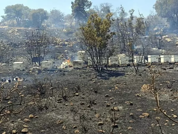Havalar ısındı, kabus yeniden başladı! Bodrum'daki yangına acilen müdahale edildi