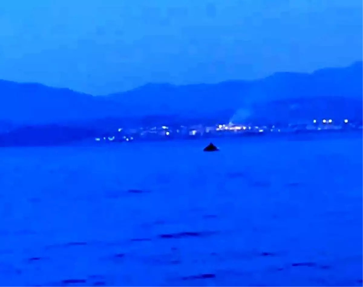 Yunus balıklarının şovu kamerada