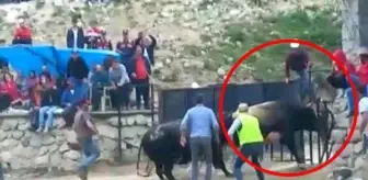 Rize'deki rodeo benzeri oyunun sonu kötü bitti! Çılgına dönen boğalar, vatandaşın arasına daldı