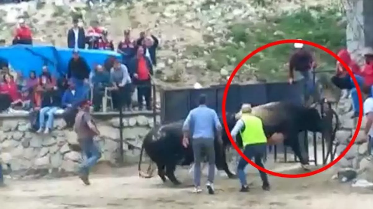 Rize'deki rodeo benzeri oyunun sonu kötü bitti! Çılgına dönen boğalar, vatandaşın arasına daldı
