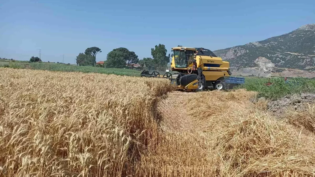 Söke Ovası'nda buğday bereketi