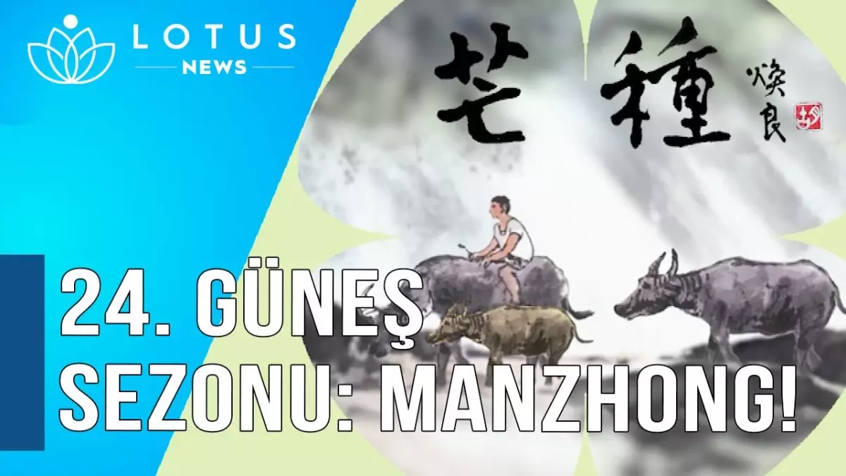 Video: 24 Güneş Sezonu: Mangzhong