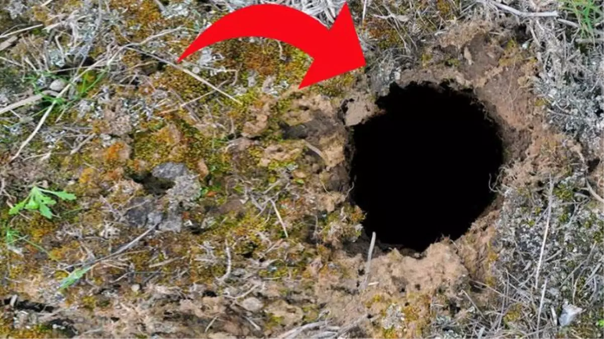 Dünyanın ürktüğü yılan, sıcaklarla birlikte uyandı! Tek ısırıkta 22 insanı yan yana tabuta diziyor