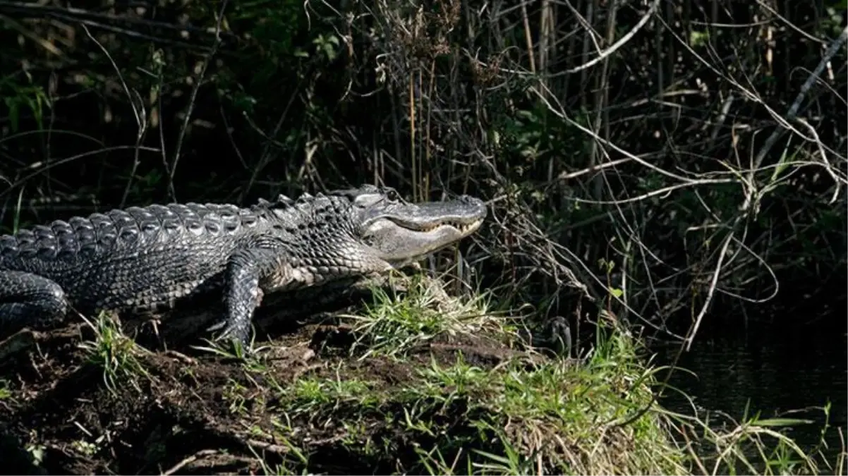 Gece çalılıkların arasında köpek sandığı timsahı sevmeye kalkınca bacağından oldu