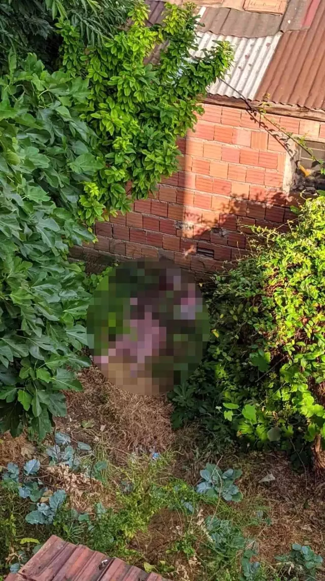 Yaprak toplamak için çıktığı asmadan düşerek hayatını kaybetti Yaprak toplamak için çıktığı asmadan düşerek hayatını kaybetti