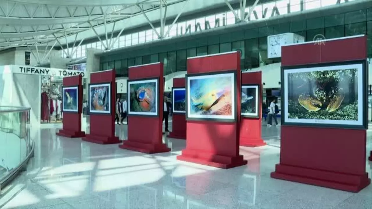 Dünyadaki deniz canlıları, 'Küresel İklimin Derin Etkisi' sergisinde bir araya geldi