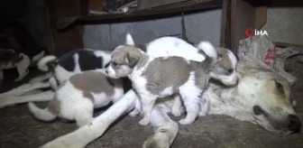 Evin merdiven boşluğuna sığınan sokak köpeği ve 11 yavrusuna ev sahibinden şefkat eli