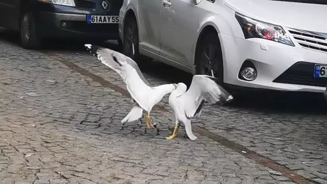 Ekmeği bölüşemeyen martılar hararetli kavgaya tutuştu, Trabzonlu vatandaşlar nasihat verdi Ekmeği bölüşemeyen martılar hararetli kavgaya tutuştu, Trabzonlu vatandaşlar nasihat verdi