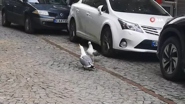 Ekmeği bölüşemeyen martılar hararetli kavgaya tutuştu, Trabzonlu vatandaşlar nasihat verdi Ekmeği bölüşemeyen martılar hararetli kavgaya tutuştu, Trabzonlu vatandaşlar nasihat verdi