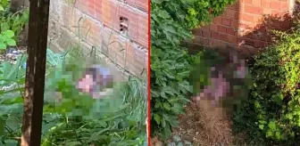 Yaprak toplamak için çıktığı asmadan düşerek hayatını kaybetti