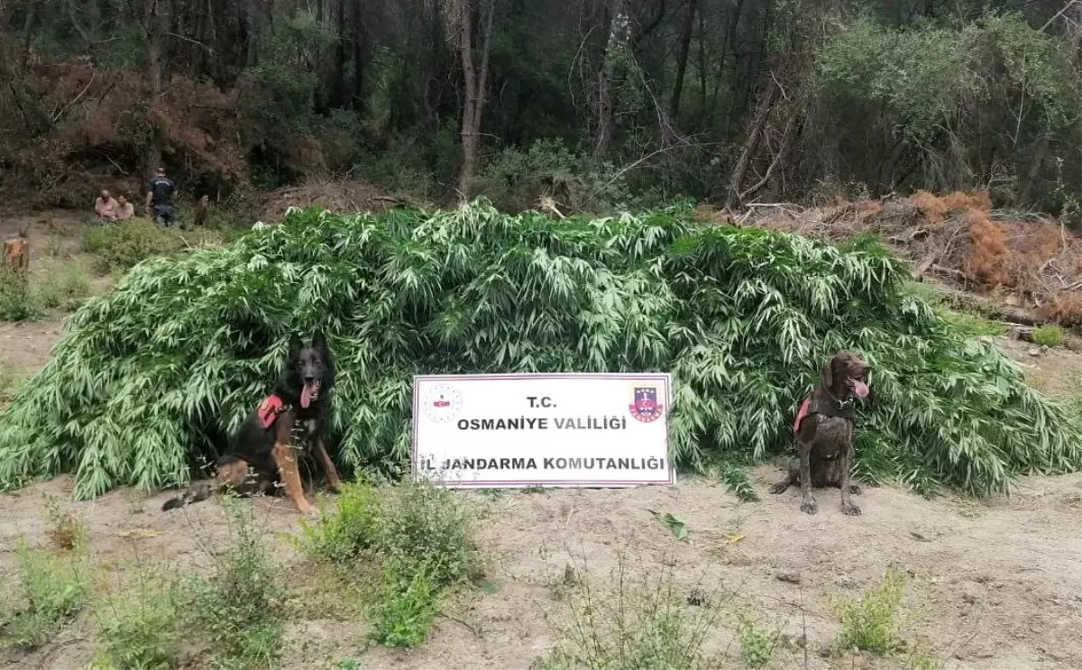 Osmaniye'de 55 bin kök kenevir bitkisi ele geçirildi