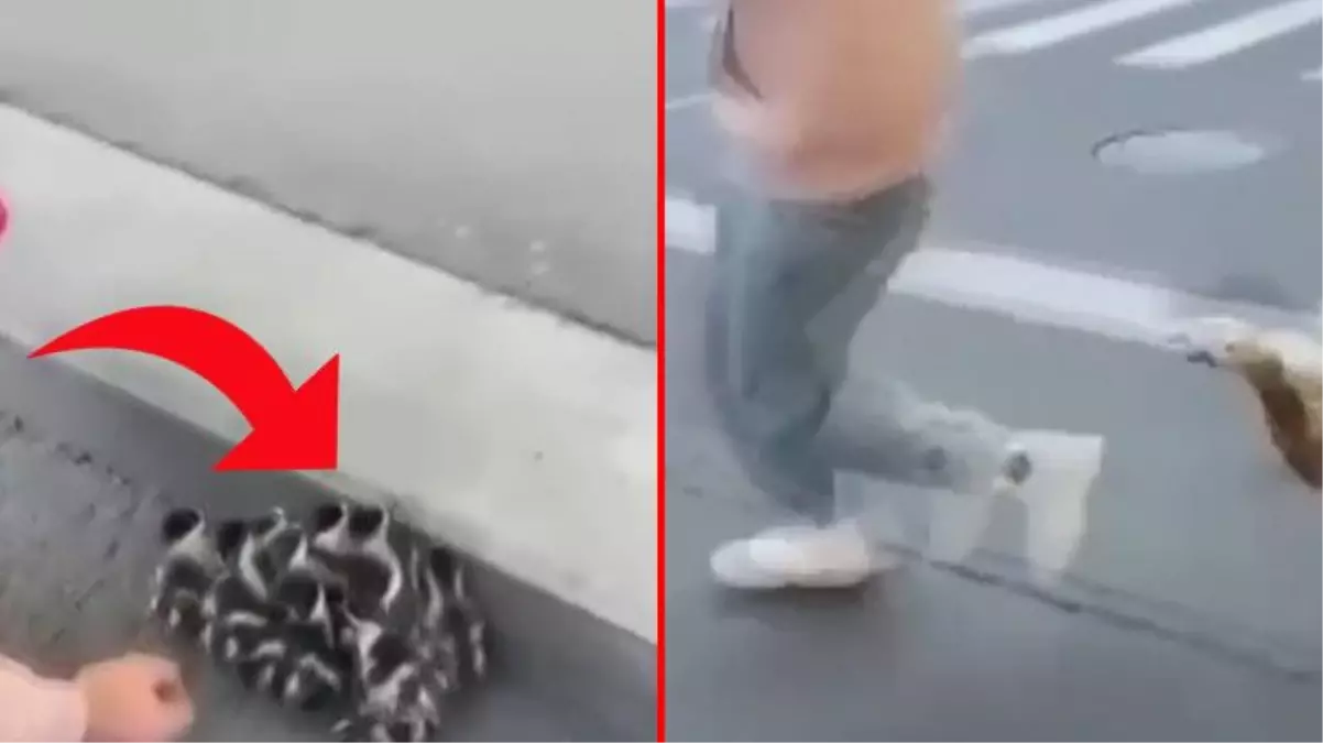 Anne ördek, yavrularına yaklaşan kişiye acımadı