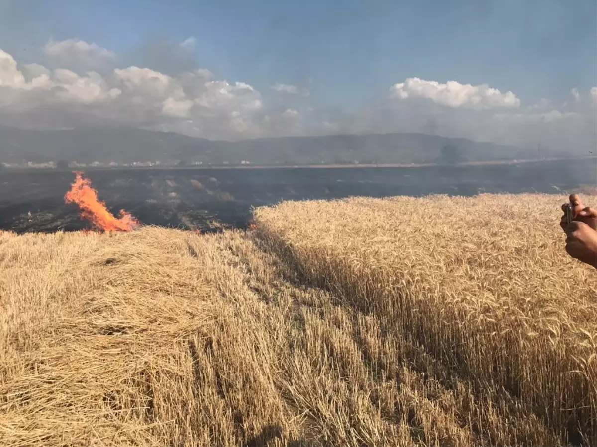 Osmaniye'de anız yangının sıçradığı 40 dekar ekili alan zarar gördü