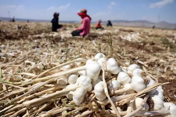 Gaziantep'te hasadı yapılan sarımsak tarlada 8, markette 35-40 lira Gaziantep'te hasadı yapılan sarımsak tarlada 8, markette 35-40 lira