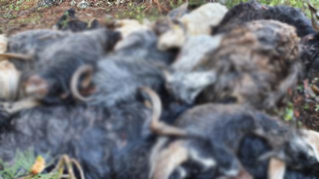 Keçi sürüsünün üzerine yaylada yıldırım düştü: 43 keçi telef oldu Keçi sürüsünün üzerine yaylada yıldırım düştü: 43 keçi telef oldu