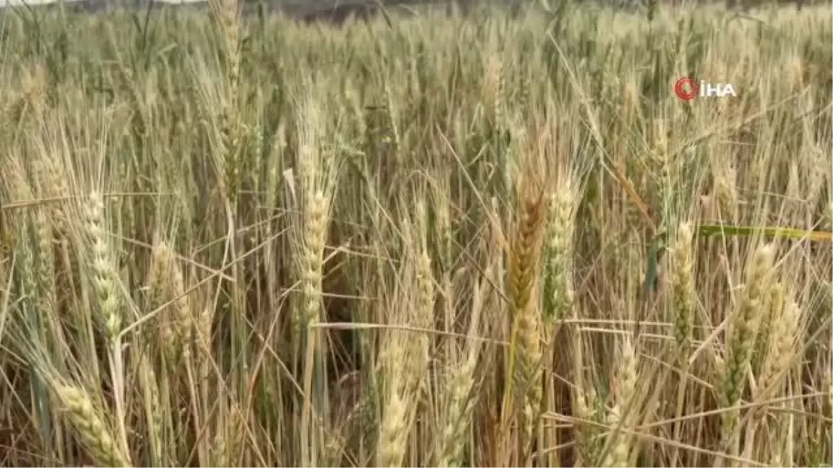 Sağanak yağışlar tarlalara can suyu oldu
