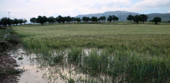 Afyonkarahisar'da sağanak tarım arazilerine zarar verdi