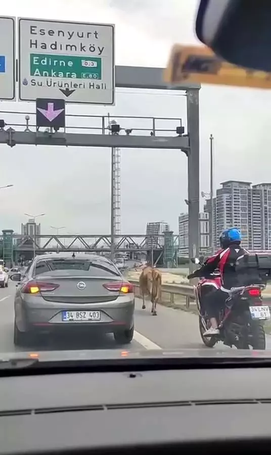 İstanbullulara sürpriz misafir E-5 Karayolu'na çıkan inekler, trafiği kilitledi
