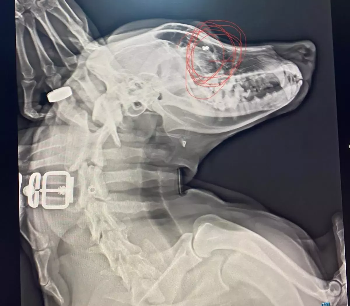 Eline aldığı sopayla köpekleri kovaladı, hayvanseverler tepki gösterdi
