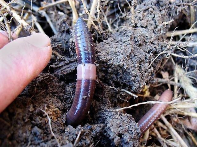 Kabus 1948'de başladı, şimdi koskoca ülke alarmda! Dışkıları taş duvarı bile deviriyor Kabus 1948'de başladı, şimdi koskoca ülke alarmda! Dışkıları taş duvarı bile deviriyor