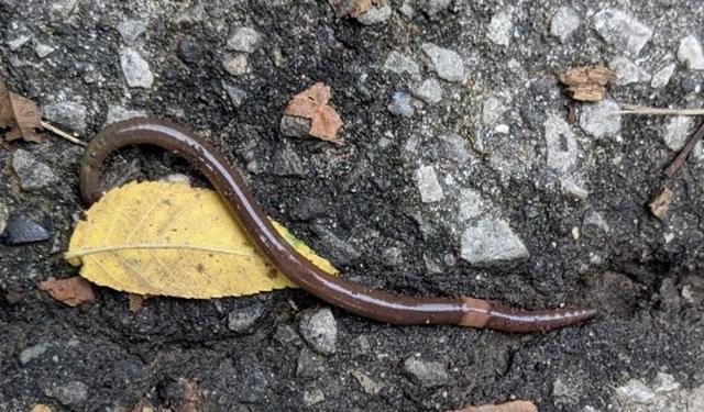 Kabus 1948'de başladı, şimdi koskoca ülke alarmda! Dışkıları taş duvarı bile deviriyor Kabus 1948'de başladı, şimdi koskoca ülke alarmda! Dışkıları taş duvarı bile deviriyor