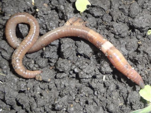 Kabus 1948'de başladı, şimdi koskoca ülke alarmda! Dışkıları taş duvarı bile deviriyor Kabus 1948'de başladı, şimdi koskoca ülke alarmda! Dışkıları taş duvarı bile deviriyor