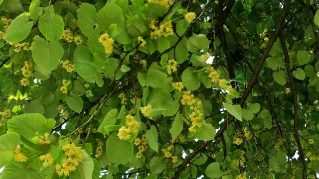 Kilosu yüzlerce lira! Her cadde ve parkta bulunan ıhlamur ağaçlarının yüzüne bakan yok