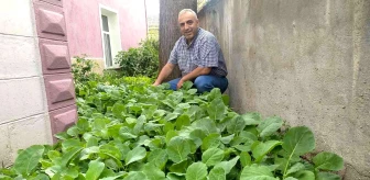 Karadenizli Müezzin cami bahçesini sebze tarlasına çevirdi