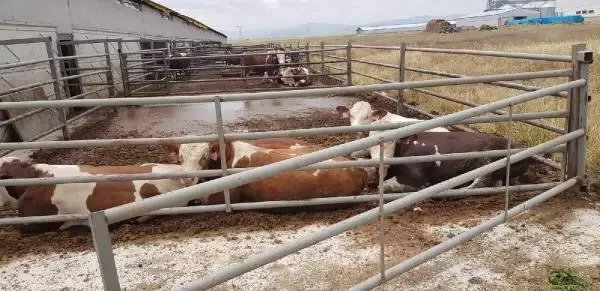 Mandıradan çaldığı 41 büyükbaşı kestiren çoban, 2 milyon TL'lik kazanç sağladı