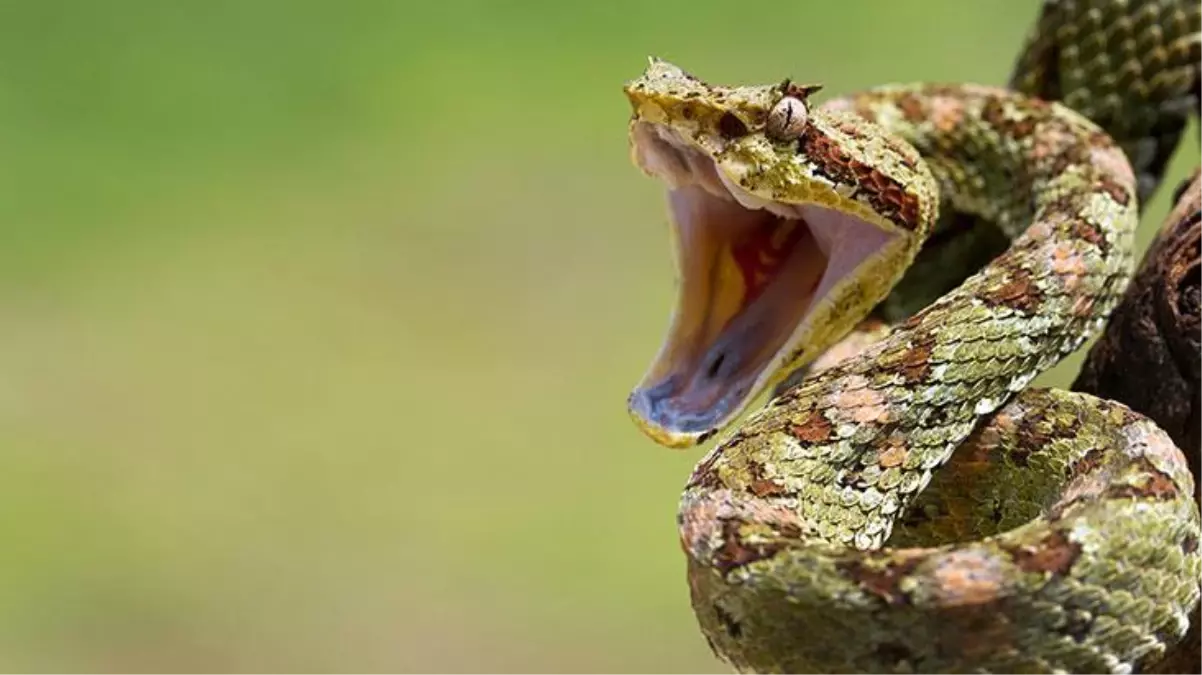 Türkiye'nin en ölümcül yılanı evde yatağın altından çıktı! Tek ısırığı adamın hayatını karartıyor
