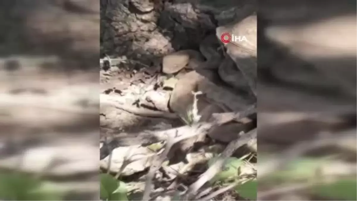 Çukurca'da dev yılanlar korkuttu
